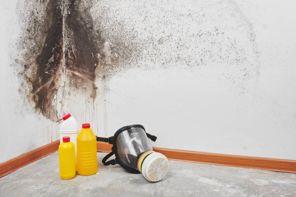 Best DIY Mold Remediation Support Services in Bonners Ferry, ID