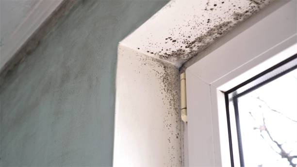 Best Emergency Mold Remediation in Bonners Ferry, ID