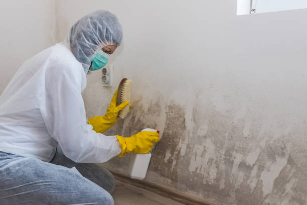 Best Localized Mold Remediation (e.g., coastal areas, humid climates) in Bonners Ferry, ID