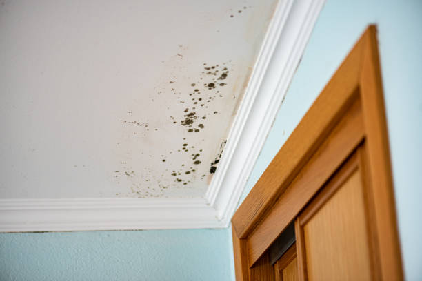 Best DIY Mold Remediation Support Services in Bonners Ferry, ID