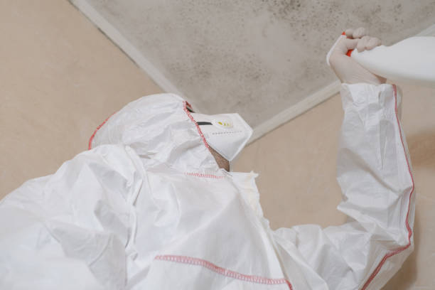 Best Residential Mold Remediation in Bonners Ferry, ID