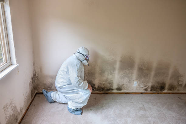 Best White Mold Remediation in Bonners Ferry, ID